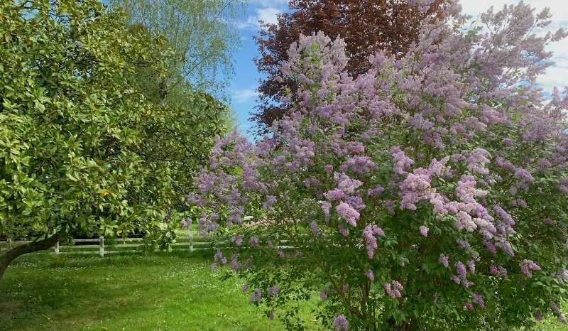 Vue sur le jardin arboré depuis la chambre Lilas