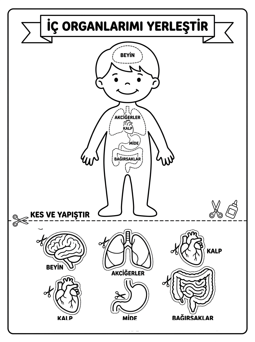 Yeryüzü Şekilleri + İnce / Kalın Kavramı - 4 Calisma Ic Organlarimi Yerlestir (36-48 Ay)