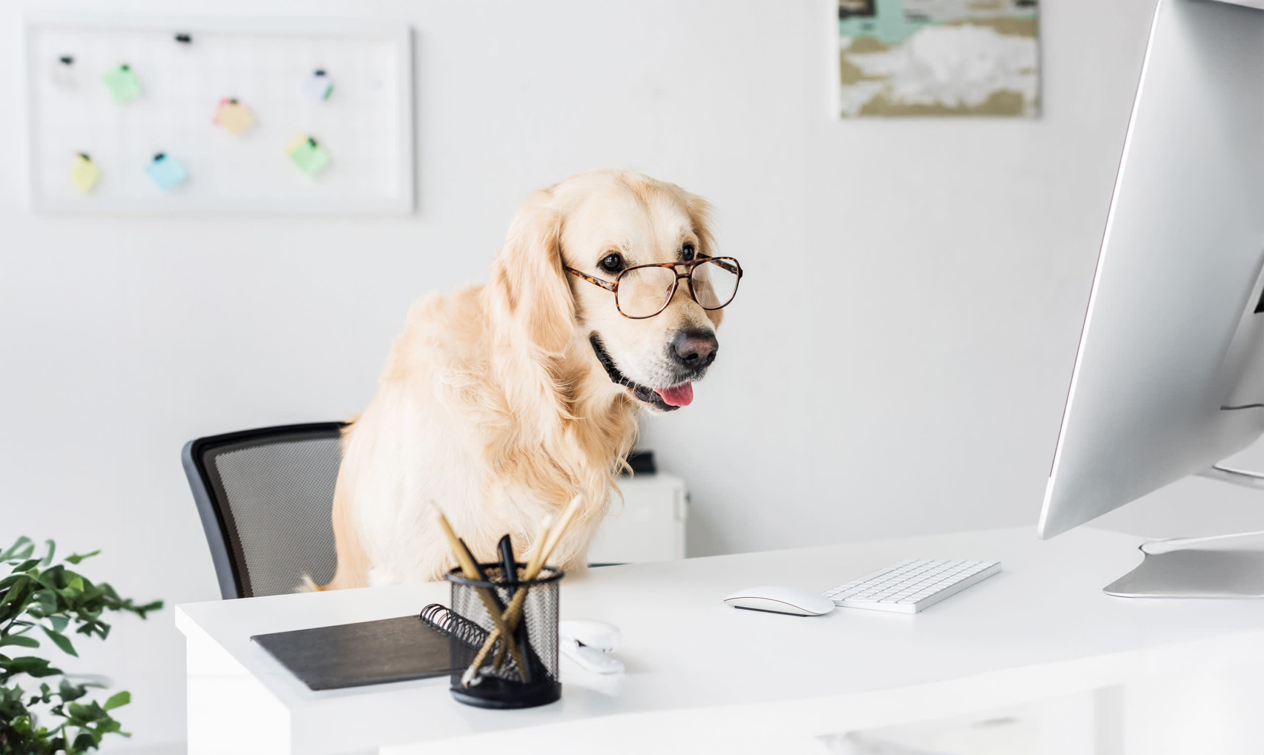 A Golden Retriever wearing glasses and sitting at a computer desk.