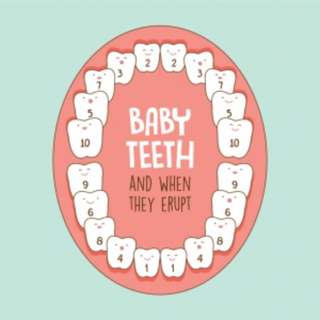 baby teeth and when they erupt diagram 