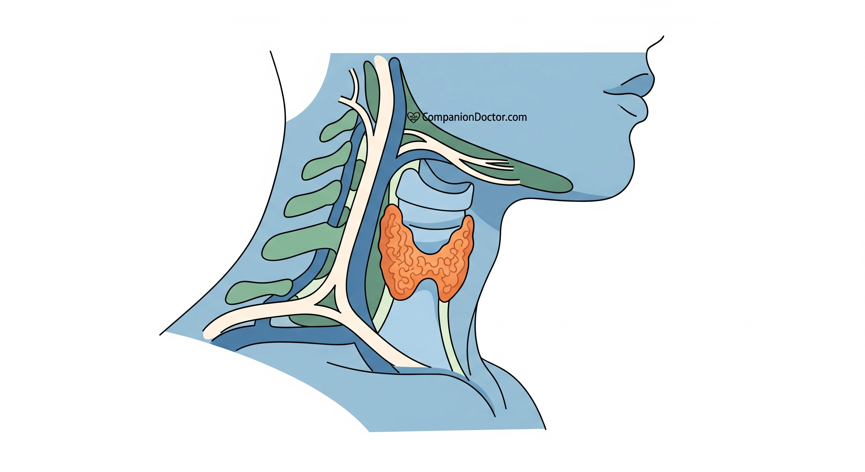 Featured image for The Thyroid Gland: Understanding Your Body's Master Regulator