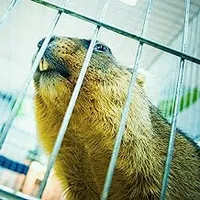 Beaver Cage - Butcher Babies