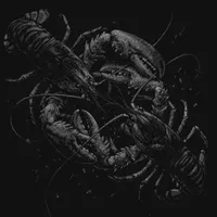 Belligerence - The Ocean Collective