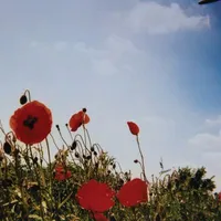 Bloem - Fluisteraars