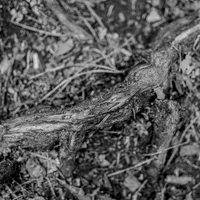 Day Is Done - Amenra