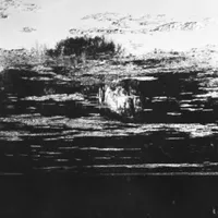 Divergence - Bees Made Honey in the Vein Tree