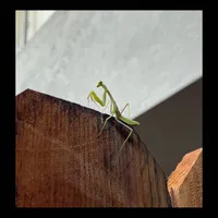 Louva-a-deus - Ovacörd