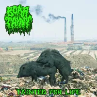 Tainted for Life - Boar Taint