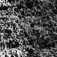 Taurunovem - Th’Astraktyan Serfdome - Necropolissebeht