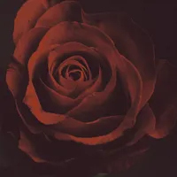 Tentación - Imminence