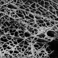 Zalmathic Necroichorion - Hadopelagyal