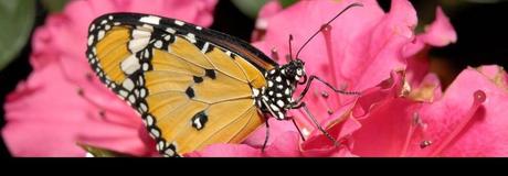 Hẹn hò online - Hình cover của Như Ý