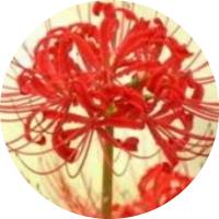 Avatar of user - My Kim