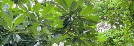 Hẹn hò online - Hình cover của Dung Thùy