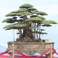 Avatar of user - Nguyễn Văn Dương