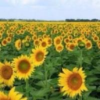 Avatar of user - Đợi Anh Tí