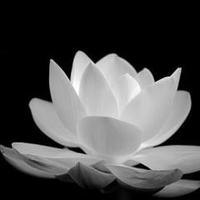 Avatar of user - Vườn Sứ Sen Súng