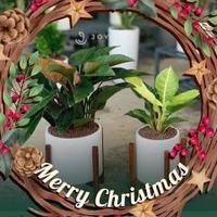 Avatar of user - Minh