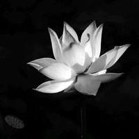 Avatar of user - 黎氏碧玄