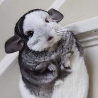 Avatar of user - Duong Ngoc