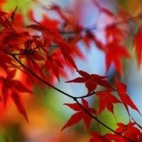 Avatar of user - Trần Hậu