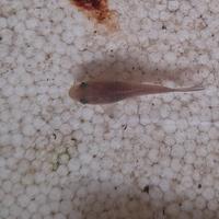 Avatar of user - V Nb