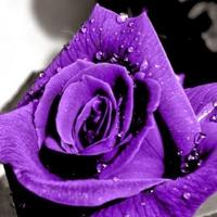 Avatar of user - Nguyen Hau