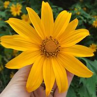 Avatar of user - Âu Hải