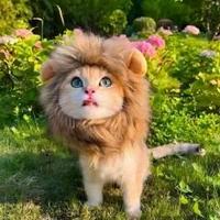 Avatar of user - Phuong