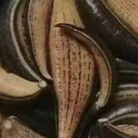 Avatar of user - Trony