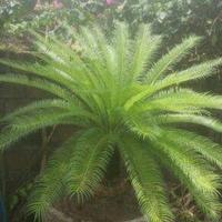 Avatar of user - Maithang