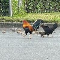 Avatar of user - Tuan Anh