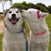 Avatar of user - Thao Thanh