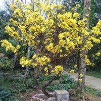 Avatar of user - Truongvankhoan Truong