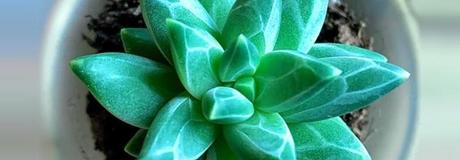 Hẹn hò online - Hình cover của Maia Souron