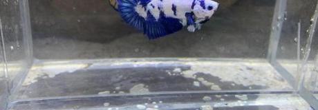 Hẹn hò online - Hình cover của Nnpw