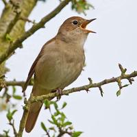 Avatar of user - Họa Mi Channel