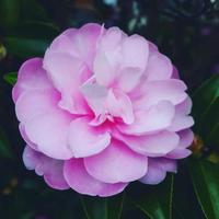 Avatar of user - Huy Hoàng Đặng