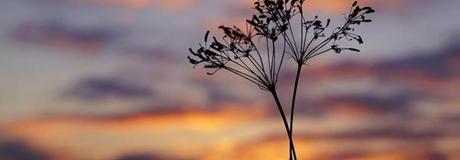 Hẹn hò online - Hình cover của Tranphong