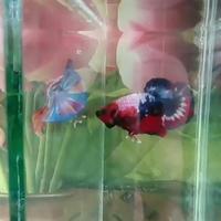 Avatar of user - Betta Đỗ Dũng