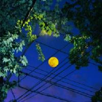 Avatar of user - Quỳnhh Nt