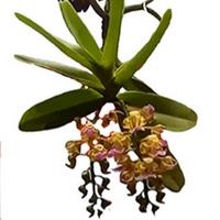 Avatar of user - Vườn Lan Rừng An Diệp