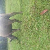 Avatar of user - Nét Ba