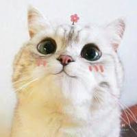 Avatar of user - Mèo Con Yêu đời