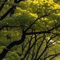 Avatar of user - Hoàng Nguyễn