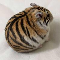 Avatar of user - Hoàng Linh