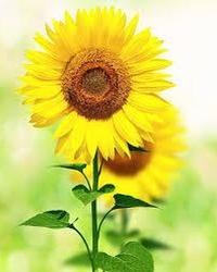 Thumbnail tải xuống.jfif