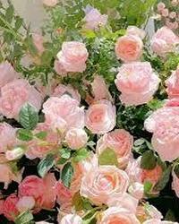 Thumbnail tải xuống (7).jfif