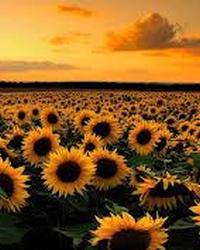 Thumbnail tải xuống (1).jfif