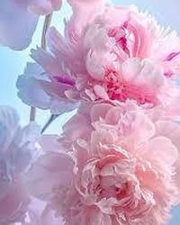 Thumbnail tải xuống (5).jfif